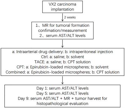 Experimental study of camptothecin combined with drug-eluting bead transarterial chemoembolization in the rabbit VX2 liver tumor model